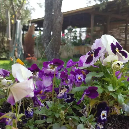 Lantgård Sa E Padedda *